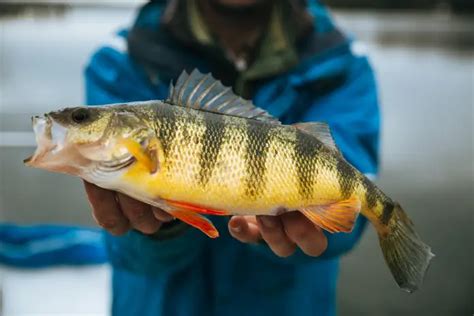 perch fishing|Perch Fishing Tips and Techniques Guaranteed to Increase.